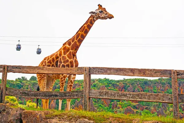 Büyük İspanyol hayvanat bahçesindeki zürafa ve Cabarceno hayvanat bahçesindeki teleferikler.