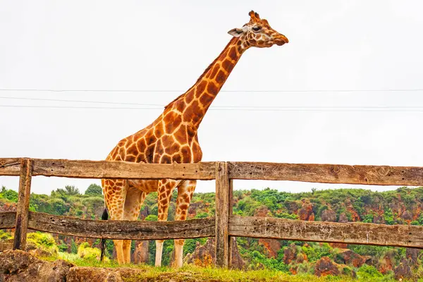 Büyük İspanyol hayvanat bahçesindeki zürafa ve Cabarceno hayvanat bahçesindeki teleferikler.