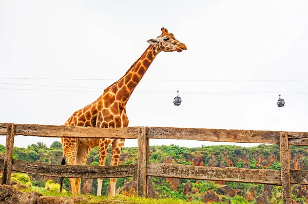 Büyük İspanyol hayvanat bahçesindeki zürafa ve Cabarceno hayvanat bahçesindeki teleferikler.