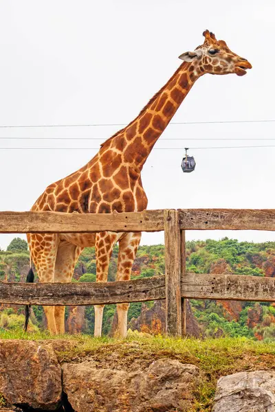 Büyük İspanyol hayvanat bahçesindeki zürafa ve Cabarceno hayvanat bahçesindeki teleferikler.