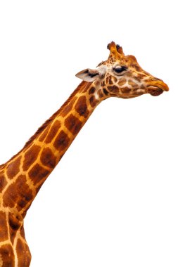 Beyaz arka planda izole komik zürafa