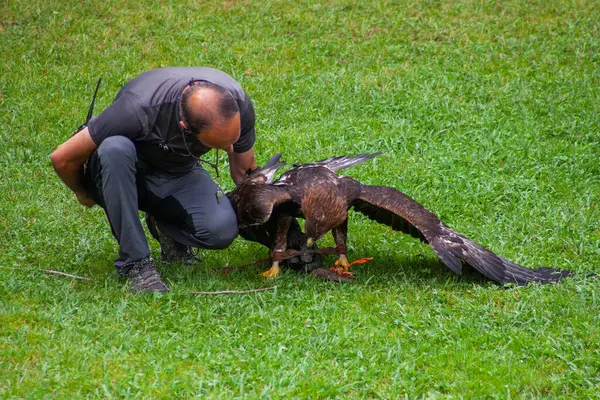 stock image Cabarceno Park, Cantabria Span - July 19, 2024: An instructor at a wild bird show, holding  golden eagle wild bird