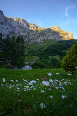 Fuente De Dağları yakınlarındaki çayırda yabani çiçekler, Cantabria, İspanya