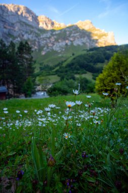 Fuente De Dağları yakınlarındaki çayırda yabani çiçekler, Cantabria, İspanya