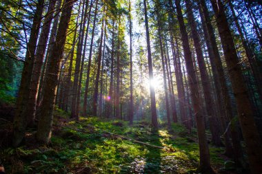 Gün ışığında taze yeşil orman Karpat dağlarında sabahın erken saatlerinde alındı