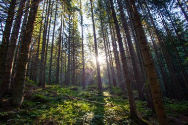 Gün ışığında taze yeşil orman Karpat dağlarında sabahın erken saatlerinde alındı