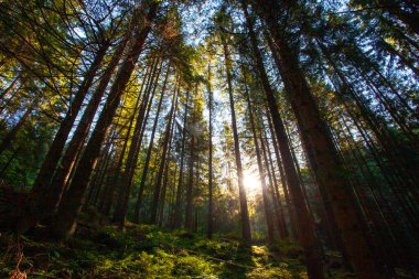 Gün ışığında taze yeşil orman Karpat dağlarında sabahın erken saatlerinde alındı
