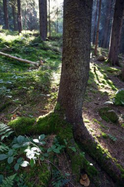 Gün ışığında taze yeşil orman Karpat dağlarında sabahın erken saatlerinde alındı