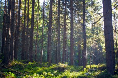 Gün ışığında taze yeşil orman Karpat dağlarında sabahın erken saatlerinde alındı