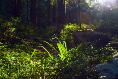 Gün ışığında taze yeşil orman Karpat dağlarında sabahın erken saatlerinde alındı