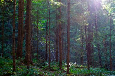 Gün ışığında taze yeşil orman Karpat dağlarında sabahın erken saatlerinde alındı
