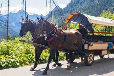 Palenica Bialczanska, Küçük Polonya, Polonya - 26 Temmuz 2024: Morskie Oko Gölü, Zakopane 'den turistlerle Palenica Bialczanska' ya at arabası geri döndü.