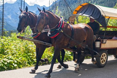 Palenica Bialczanska, Küçük Polonya, Polonya - 26 Temmuz 2024: Morskie Oko Gölü, Zakopane 'den turistlerle Palenica Bialczanska' ya at arabası geri döndü.