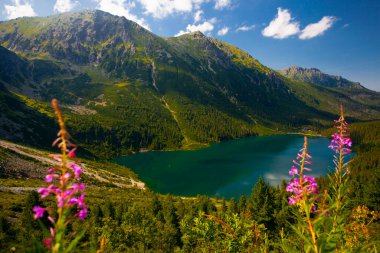 Morskie Oko 'nun ya da Denizin Gözü' nün üstünden bak. Güzel dağ gölü. Tatras, Polonya 'da yaz manzarası.