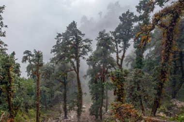 Himalaya tropik ormanlarında sabah sisi, Nepal