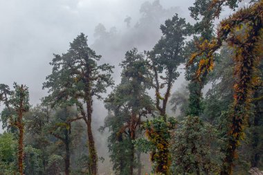 Himalaya tropik ormanlarında sabah sisi, Nepal
