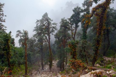 Morning fog in Himalayan tropical forest, Nepal clipart