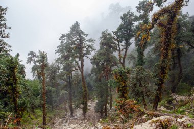 Himalaya tropik ormanlarında sabah sisi, Nepal