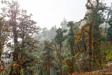 Himalaya tropik ormanlarında sabah sisi, Nepal