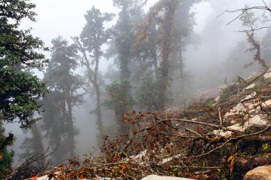 Himalaya tropik ormanlarında sabah sisi, Nepal