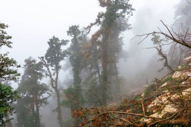 Himalaya tropik ormanlarında sabah sisi, Nepal