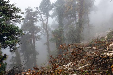 Himalaya tropik ormanlarında sabah sisi, Nepal