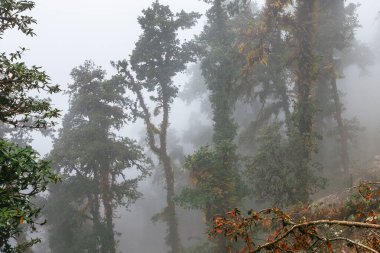 Himalaya tropik ormanlarında sabah sisi, Nepal
