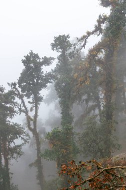 Himalaya tropik ormanlarında sabah sisi, Nepal