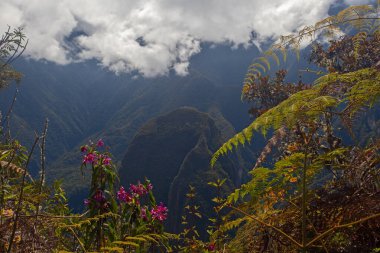 Beautiful mountains and wild orchids flowers  around Machu Picchu, Peru clipart