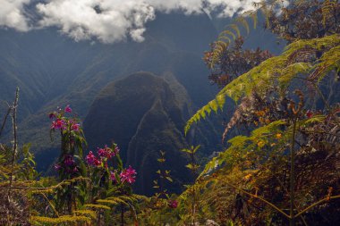 Güzel dağlar ve orkideler Machu Picchu, Peru çevresinde çiçekler