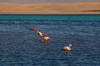 Paracas, Peru 'da okyanusta pembe flamingolar.