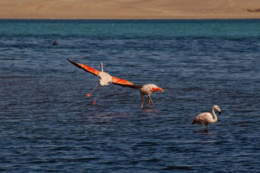 Paracas, Peru 'da okyanusta pembe flamingolar.