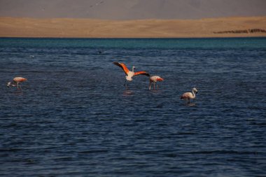 Paracas, Peru 'da okyanusta pembe flamingolar.