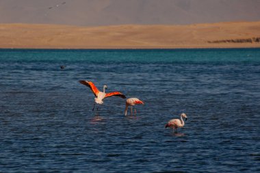 Paracas, Peru 'da okyanusta pembe flamingolar.