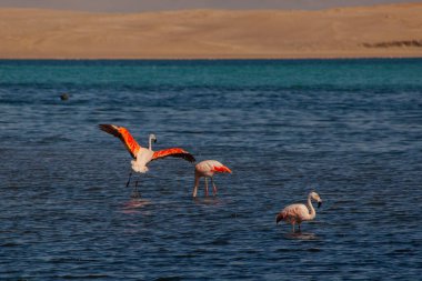 Pink Flamingos in the ocean in Paracas, Peru