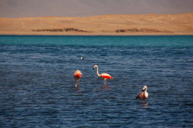 Paracas, Peru 'da okyanusta pembe flamingolar.