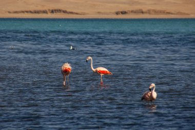 Paracas, Peru 'da okyanusta pembe flamingolar.