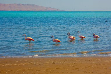 Paracas, Peru 'da okyanusta pembe flamingolar.