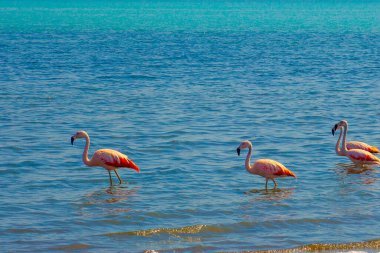 Paracas, Peru 'da okyanusta pembe flamingolar.