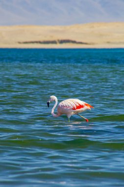 Paracas, Peru 'da okyanusta pembe flamingolar.