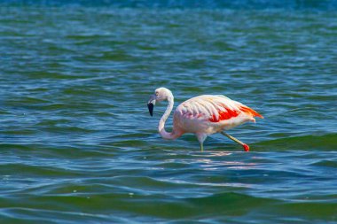 Paracas, Peru 'da okyanusta pembe flamingolar.