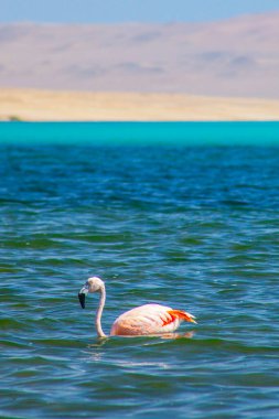 Paracas, Peru 'da okyanusta pembe flamingolar.