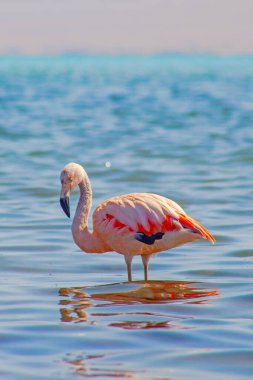 Paracas, Peru 'da okyanusta pembe flamingolar.