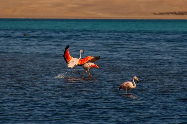 stock image Pink Flamingos in the ocean in Paracas, Peru