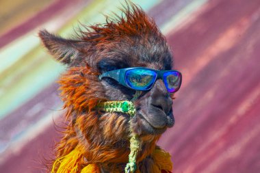 Funny Alpaca, Lama pacos, near the Vinicunca mountain, famous destination in Andes, Peru clipart