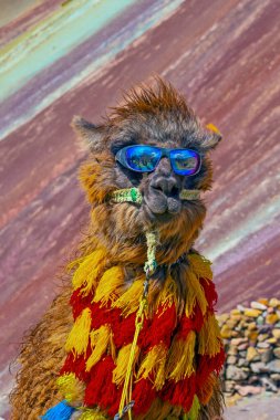 Komik Alpaca, Lama Pacos, Vinicunca Dağı yakınlarında, Peru, And Dağları 'nda ünlü bir yer.