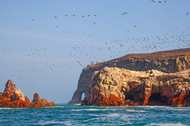 Ballestas Adaları ulusal rezervi, Paracas, Peru 'da bir sürü kuş var.