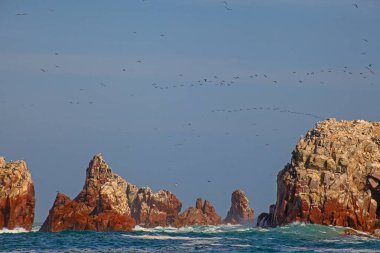 Ballestas Adaları ulusal rezervi, Paracas, Peru 'da bir sürü kuş var.