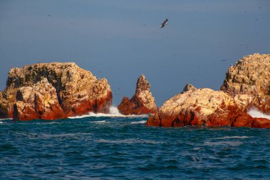 Ballestas Adaları ulusal rezervi, Paracas, Peru 'da bir sürü kuş var.