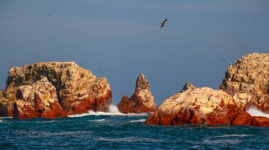 Ballestas Adaları ulusal rezervi, Paracas, Peru 'da bir sürü kuş var.